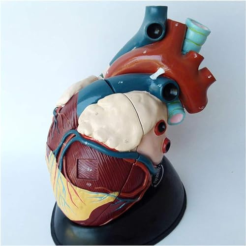ERNZI Modello del Corpo Organo Anatomico Anatomico Anatomico Anatomico - Modello Anatomico del Cuore Umano Forniture Mediche Avanzate Modello Viscerale Insegnamento Umano - per L'allenamento