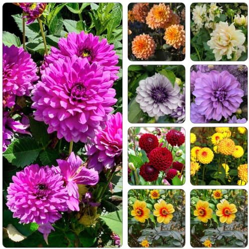 dalia semillas de jardín reverdecimiento de tejados decorativas semillas silvestres jardín perennes resistentes al invierno decoración 400pcs