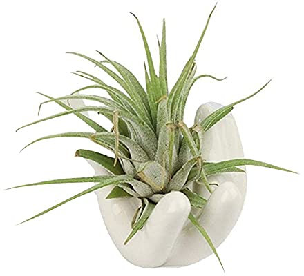 FABSELLER Soporte para plantas de aire, 1 paquete de cerámica pequeña en forma de mano, soporte para plantas de aire Tillandsia, contenedor blanco, macetas decorativas, macetas, plantas, estantes de