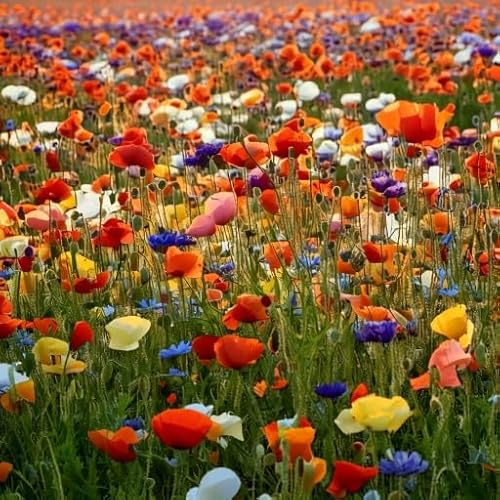 Bunte Mohn Samen – Einjährige Blumenmischung – Farbenfrohe Sommerblumen – Balkon Garten Beet – Sonniger Standort – Einfach Aussäen – Bienenfreundlich, Biene & Hummel – Heimisches Saatgut (600 Samen)