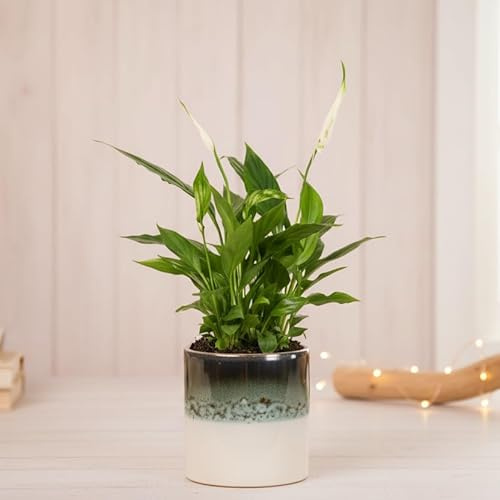 Peace Lily Plant in Ocean Ceramic Pot - Indoor Houseplant with Pot Included - Live Décor for Home or Office - Air Purifying Blooming Plant