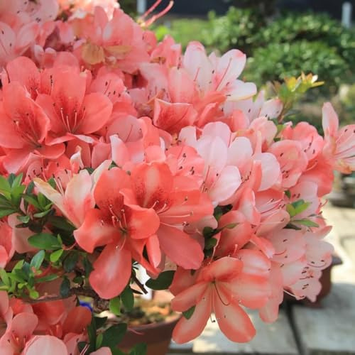 semi resistenti di azalea esotiche resistenti, primaverili di rododendro da giardino, arbusti alla da giardino arbusti perenni 500pcs