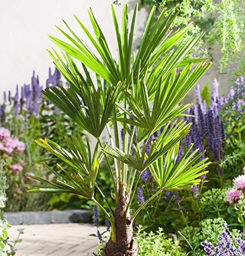 Frostharte Pflanzenrarität Trachycarpus latisectus Windamerpalme bis 100-130cm