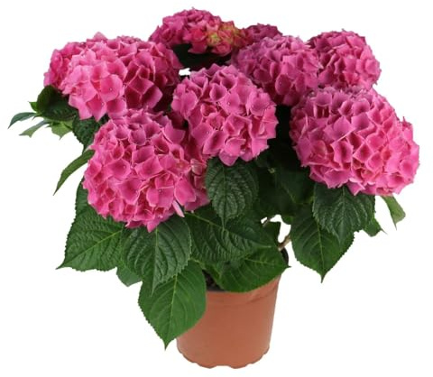 Planta Natural de Hortensia Rosa Belleza y Color para tu Hogar