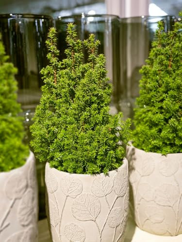 [x5] YEW Hedging | TAXUS BACCATA | Evergreen | Bushy Hedging Plant |15-30CMS | P9 POTS
