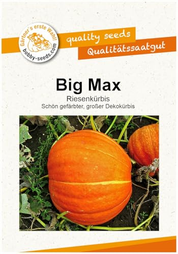 Big Max Kürbissamen von Bobby-Seeds, Portion
