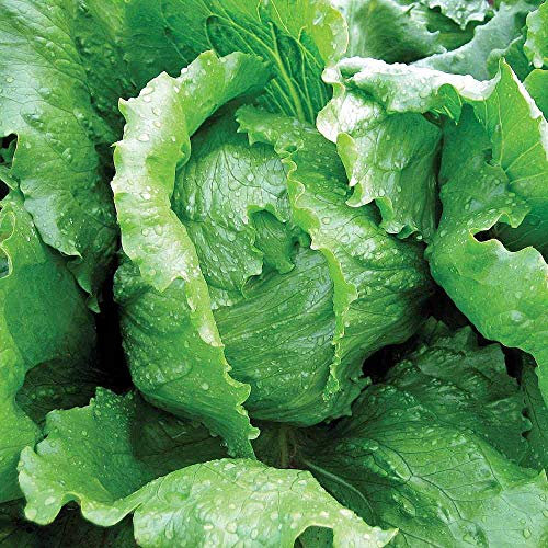Lettuce (Iceberg) Antarctica is a Half-Hardy Annual; This Outstanding Iceberg Lettuce Will Extend Your cropping Season Well into Autumn.