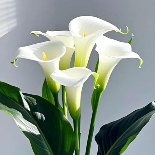 Bulbos de cala, cala blanca: resistente, perenne y fácil de cultivar. Regalos para los amantes del jardín.-D-6 bulbos