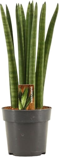 Sansevieria Cylindrica Straight ca. 40 cm – Bogenhanf/Schwiegermutterzunge für bessere Raumluft – Luftreinigende Pflanze, pflegeleicht & dekorativ – Ideal für Wohnzimmer, Büro & Schlafzimmer