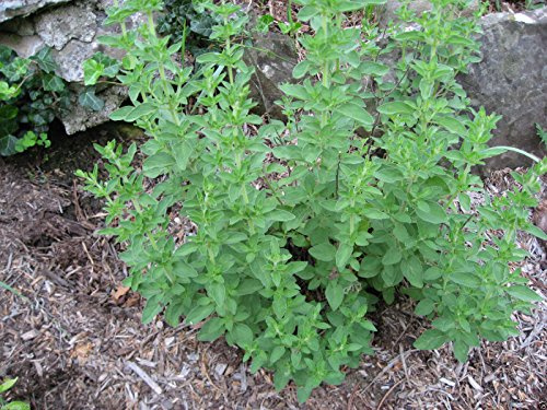 Italian Oregano - Wild Marjoram -1000 SEEDS - Organic- PIZZA HERB