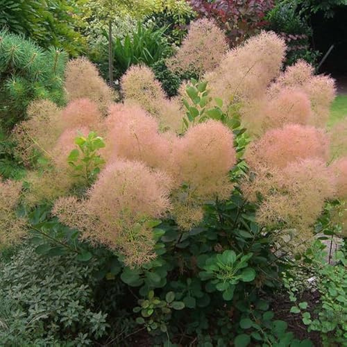 Árbol de peluca 'Young Lady' – Cotinus coggygria 'Young Lady' 40-60 cm maceta | Arbusto compacto, floración rosa nublada, ideal terraza & jardín