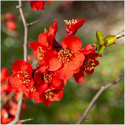Chaenomeles × superba 'Nicoline' / Japanese Quince, in 2L Pot, Bright Scarlet Flowers 3fatpigs®