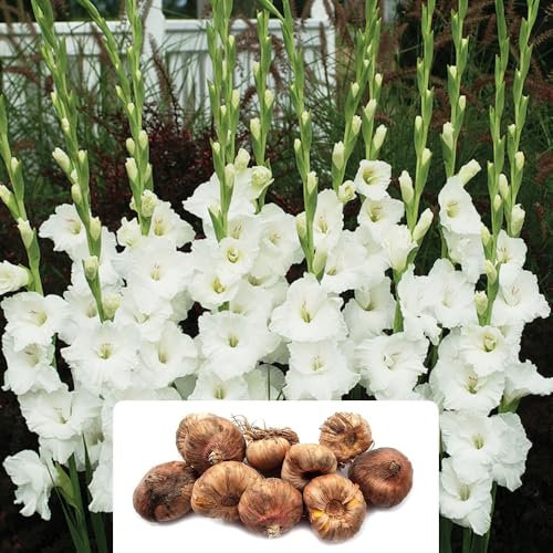 10 Gladiolus 'White Prosperity' Bulbs – Stunning Pure White Blooms for a Gorgeous Summer Garden Display – Perfect for Vases – Grown for UK Climate
