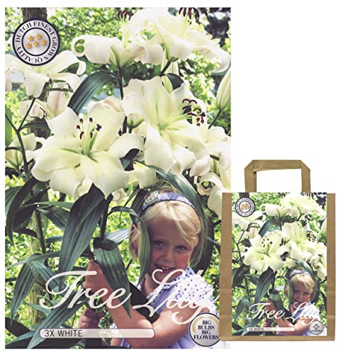 IFLO® Baumlilien Zwiebeln weiß 3 Stück – winterharte Lilienzwiebeln Duftlilien für Garten Beet Balkon, mehrjährig, große Blüten, ideal als Geschenk