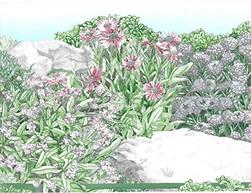 Dundee Deco BD6210 Tapeten Bordüre, vorgekleistert, Blumenmuster, Grün, Beige, Rosa Blumen, Steine, Tapetenbordüre Retro-Design, 5 m x 20,29 cm