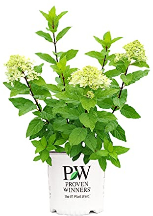 Proven Winners Hydrangea pan. Quick Fire Fab