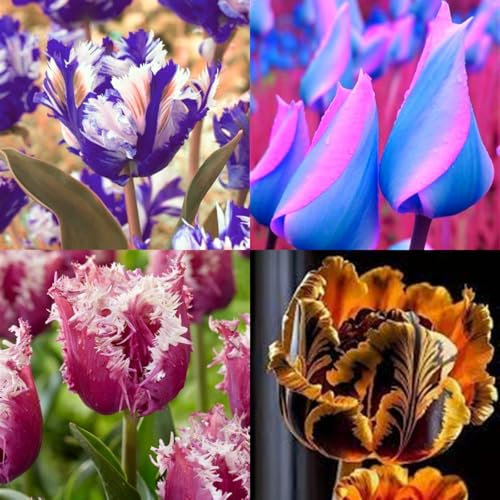Tulip Bulbs,Flowering Rhizome,Excellent Display,Hardy Perennial,Iridescent,Tulip Tubers UK,Good for Containers,Cut Flowers,Greening Flower,Balcony Garden Bulbs.-5Bulbs-H