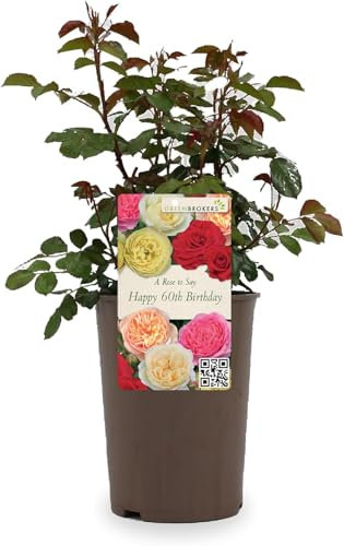 Beautiful Peach Orange Gift Rose -  To Say Happy 60th Birthday - Gift Wrap Included | Modern Garden Hybrid Bush Rose - 3L Potted Floral Flowers