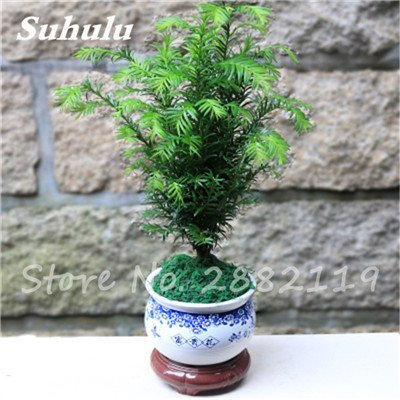 vegherb 11: 30 pezzi Redwoodbaum Samen Sequoia sempervirens Bonsai Topfpflanzen für Haus und Garten frisch Die Air DIY Hausgarten 11
