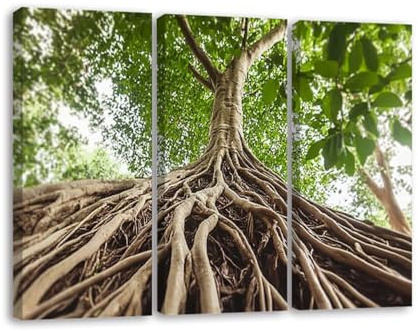 3 Piece Canvas Wall Art Prints Picture root banyan tree large tree pictures royalty photos Framed Wall Painting Modern Artwork Poster Home Decor for Living Room Office Ready to Hang