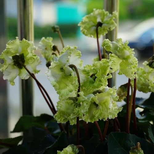 Alpenveilchen wildblumen balkonblumen balkongewächshäuser blumendeko biosaatgut blumengarten frühblüher exotische zimmerpflanzen blumensaat dachbegrünung indoor kräutergarten 180samen