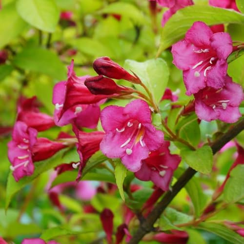Weigela 'Princess Ayla' - Vibrant Lime Foliage with Pink Blooms, Compact Hardy Shrub for Borders or Patio Pots, 1X 3.6 Litre Pot by Thompson and Morgan