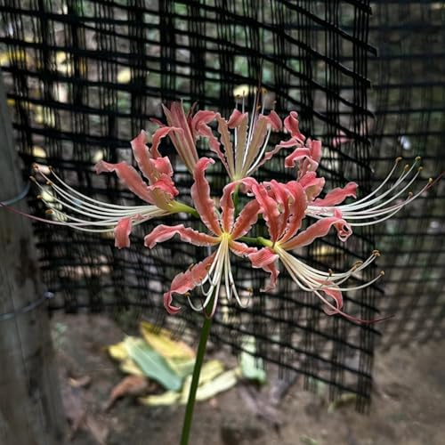Lirio de araña Winterhart & Elegante Lycoris – Variedad amante de la sombra para un jardín acogedor, fácil de cultivar - 3Wurzel-D