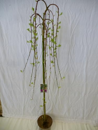 [Palmenlager] XXL Salix caprea 'Pendula' / 'Kilmarnock' 170 cm - Hängende Kätzchenweide // Winterhart, Gartenpflanze