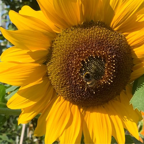 500 BIO Sonnenblumen-Samen, klassisch gelbe Sonnenblume der Sorte Peredovic mit großen gelb-goldenen Blüten, Sonnenblumensamen lat. Helianthus, biologisches Saatgut mit gelber Blüte, Bienenmagnet