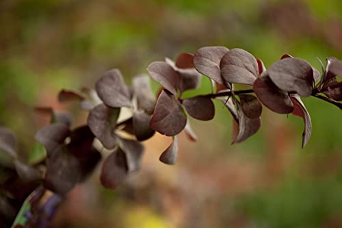 Blutberberitze Berberis ottawensis Superba 125-150 cm winterhart