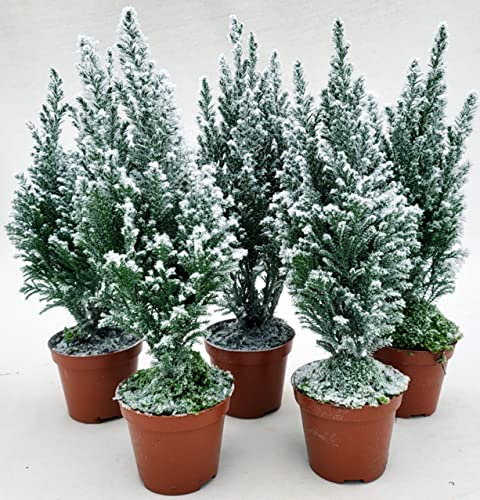 POWERS TO FLOWERS - ALBERO DI NATALE, PINETTO NATALIZIO, PINO CON NEVE, 5 PIANTE, ALTEZZA 25CM, VASO 9CM diametro, piante vere