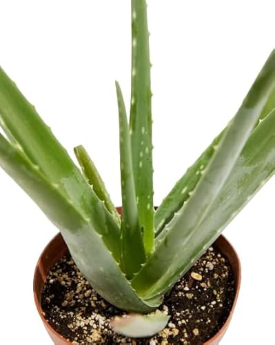 Aloe Vera Natural Planta Suculenta y Exótica para el Jardín