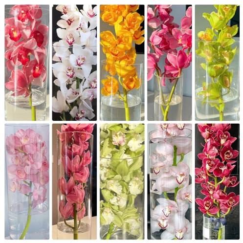 Semi di orchidea Cymbidium - semi di orchidea - Coltiva semi, pianta resistente all'esterno Vaso bonsai, piante da giardino Giardino decorativo, facile da piantare Piante decorative, 300pcs