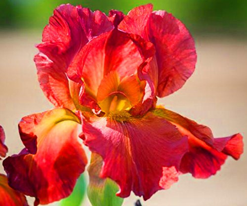 Jonathan, Red Bearded Iris Root, Rhizome, Bulb, Plant, Flower, Spectacular Flowering Perennial