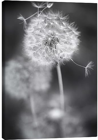Posterlounge Pusteblume Schwarz/Weiß Leinwandbild | 30 x 40 cm von Julia Delgado Grau Wandbilder Wanddeko