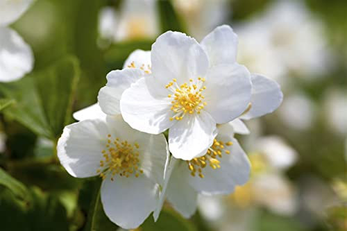 Duftjasmin Philadelphus coronarius 80-100 cm Heckenpflanze winterhart