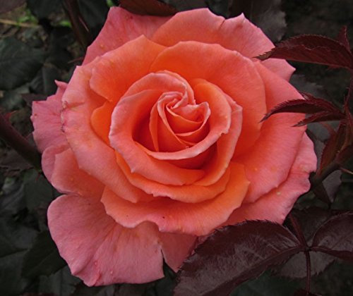 My Nan - 5.5lt Potted Hybrid Tea Garden Rose Bush - Apricot/Orange Repeat Flowering Blooms
