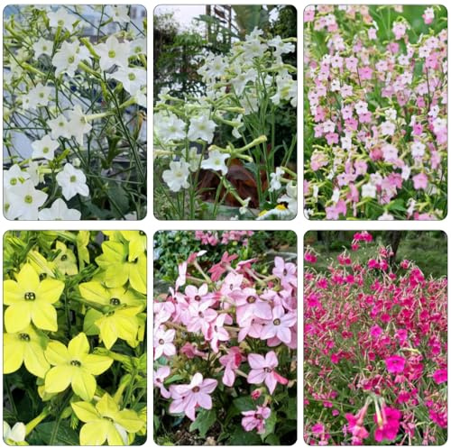 Semi di tabacco ornamentale - tagli di primavera giardino decorazione balconi reali balcone decorazioni giardino per 400pcs