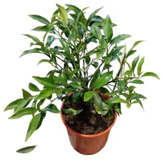 Árbol de Kumquat para Exterior e Interior Frutal Natural Resistente y Fácil de Cuidar