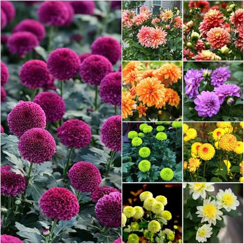 semi di dalia resistenti - in giardino all'aperto resistenti all'inverno per balconi, semi esotici 250pcs