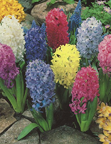 5 Hyazinthen gemischt duftend Blumenzwiebeln