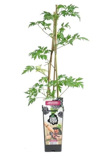 Zaramora la Planta Perfecta para Crear un Jardín de Frutos del Bosque en el Exterior del Hogar