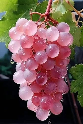 UVA ROSA GIAPPONESE - PINK GRAPE JAPAN, 15 SEMI semi freschi