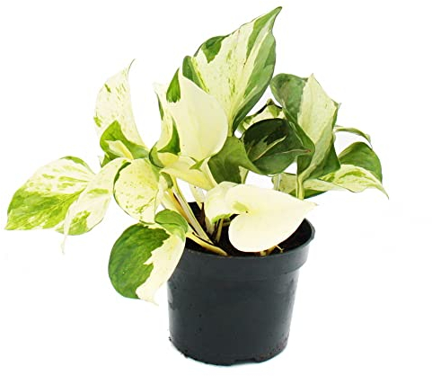 exotenherz - lierre blanc coloré - Epipremnum Happy Leaf - Scindapsus - Pot de 12 cm - plante d'intérieur vigoureuse