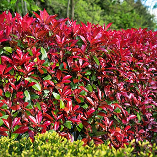 Rote Glanzmispel 'Devil's Dream®' Photinia fraseri immergrün Heckenpflanze leuchtend roter Austrieb (Im 5 Liter Topf 80-100 cm)