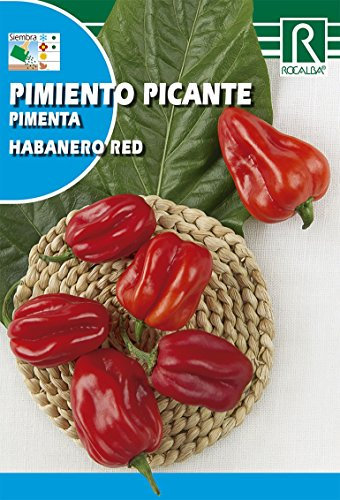 Semilla Pimiento Picante Habanero Red - Rocalba