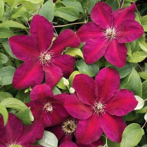 100 Stück rote Clematis-Blumensamen
