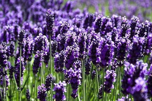 Semi LAVANDA In Busta Ermetica MADE IN ITALY Qualità superiore con 95% di germogliazione con istruzioni