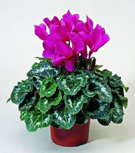 15 Ciclamino Semi Sierra Fucsia : Granati