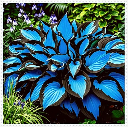 Hosta mehrjährige, Dauerblüher QualitätsRhizome, Funkien Rhizome, Große Winterhart Wunderschön, Ideale Garten, Rhizome Funken, Hosta MehrjäHrig,